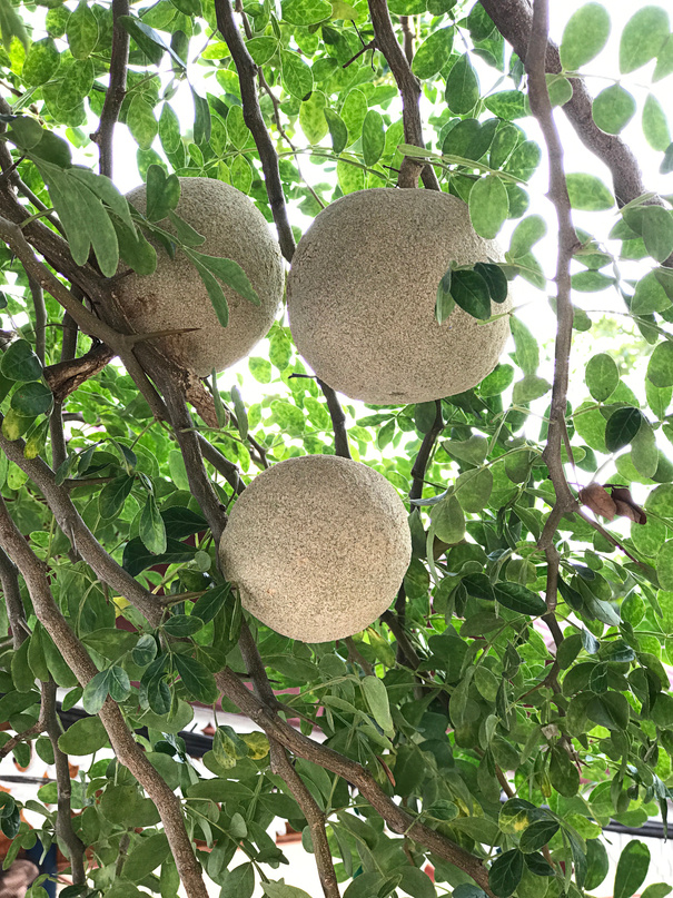 Limonia acidissima or Wood-apple or Elephant-apple produce the fruit.